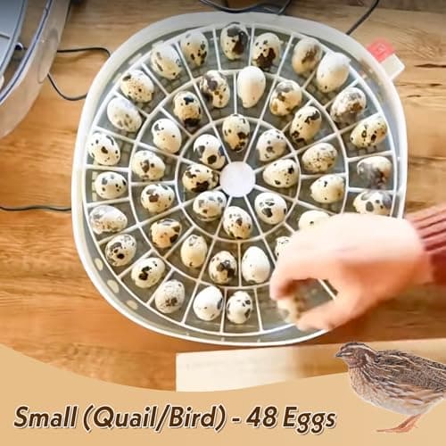 Nurture Right 360 Quail/Bird Egg Trays - Small, 48 Eggs