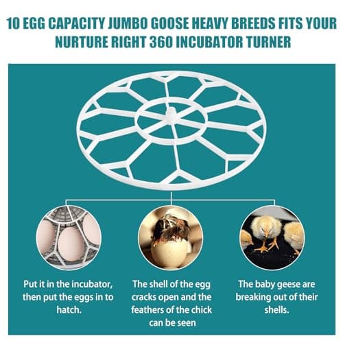 Jumbo Goose Heavy Incubator - Maximum Capacity 10 for 360 Degree Care